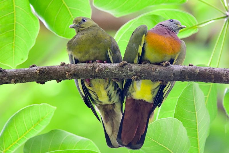 Pink-necked Green Pigeon