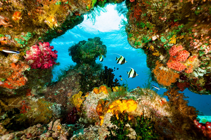 Moorish Ideols Zanclus cornutus