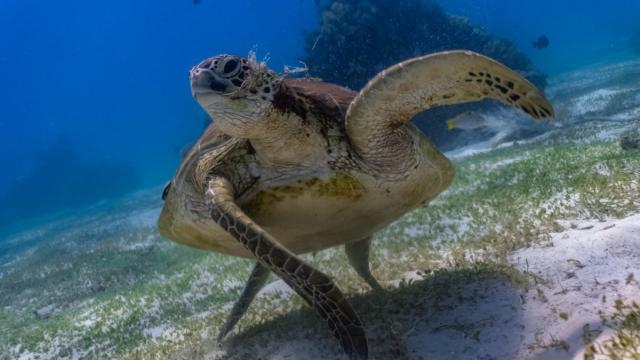 The green sea turtle starts life as a tiny hatchling on a beach. If it survives, it can grow up to 5 feet long and help keep seagrass beds and coral reefs healthy. Photo credit: iStock/Jao Cuyos. 