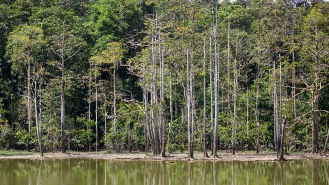 The Batu Puteh community has restored more than 900 hectares of critical rainforest habitat along the Kinabatangan Wildlife Corridor and has planted more than 300,000 trees.