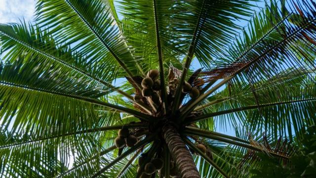 Coconut tree, credit: istock/attiarndt.