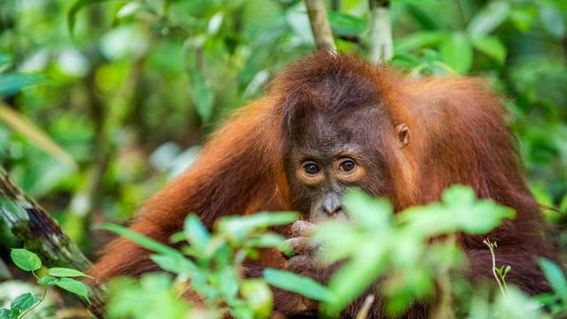 Orangutan from the tropical forest of Borneo. Photo credit: iStock/USO.