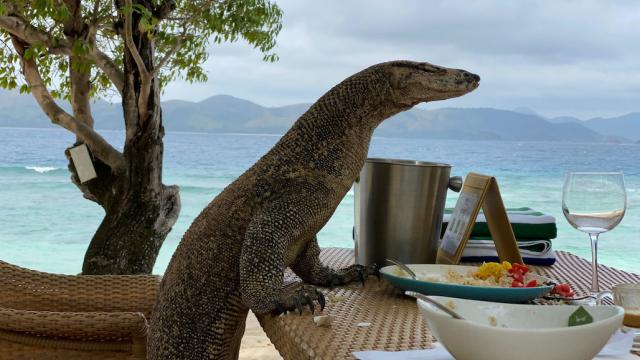 A monitor lizard rummaging for food by the beach.