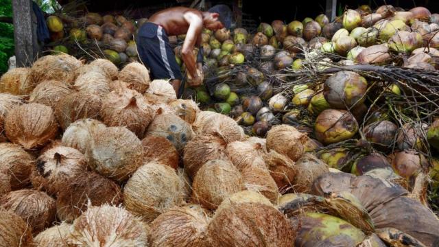 The Philippines is a top exporter of coconut oil. Photo credit: Asian Development Bank.