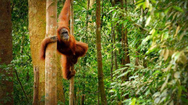 Rainforest in Indonesian Borneo. Photo credit: iStock/Rita Enes.