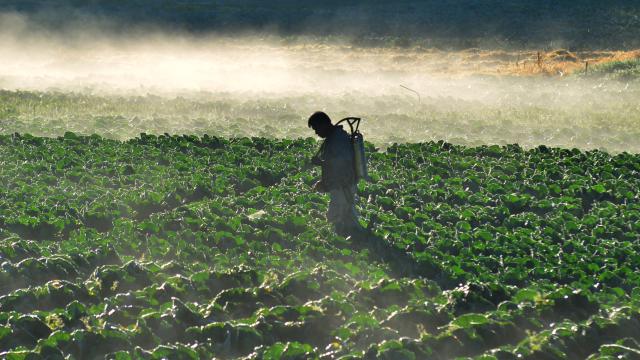 A farmer tending to his crops in the Philippines.