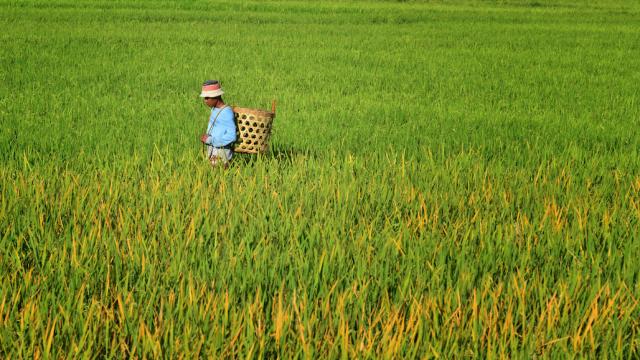 A farmer walks through a rice paddy in the Philippines.