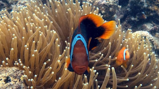 A clownfish swimming through corals in Philippine waters.