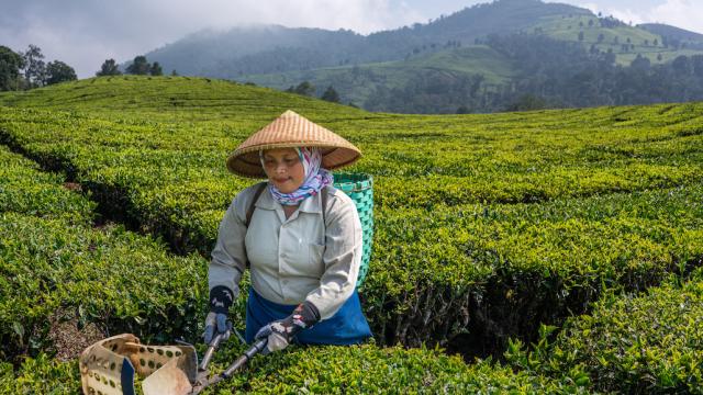 Woman planting