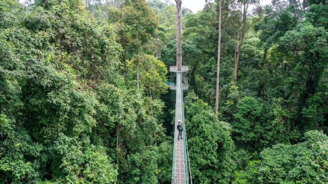 A man taking photos while on canopy walk in the rainforests of Malaysia.