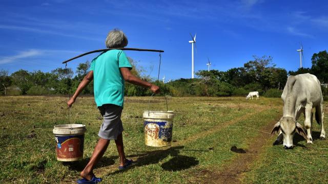 A farmer carrying pails walks in a field with cows.