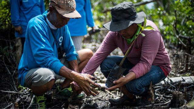 Mangrove management training in the Philippines. Photo credit: ADB.