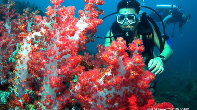 Diving in Sarawak is one of the tourism attractions in BIMP-EAGA. Photo credit: Courtesy of the Sarawak Tourism Board.