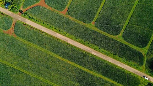 Farm-to-market roads are crucial for rural development as they enable farmers to access markets.